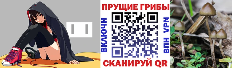 Псилоцибиновые грибы Cubensis  Купить закладки  Пугачёв 